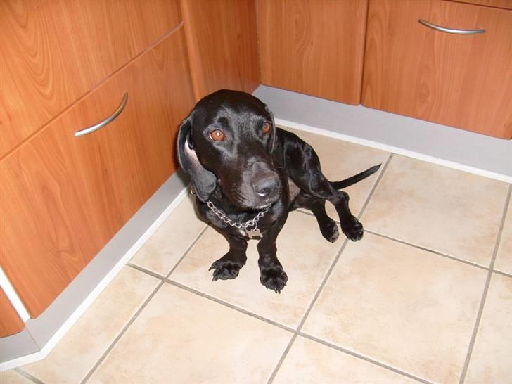 Blanding af racer Tikki billede 2