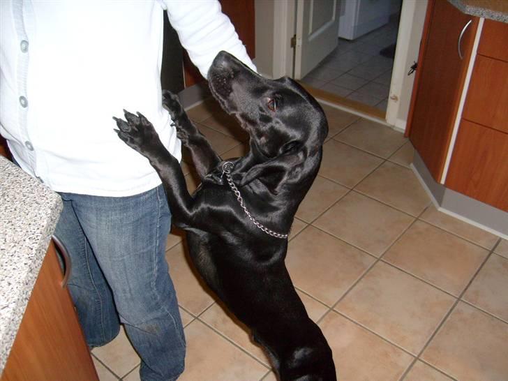 Blanding af racer Tikki billede 3