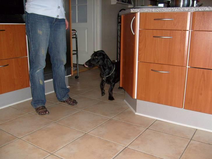 Blanding af racer Tikki billede 4