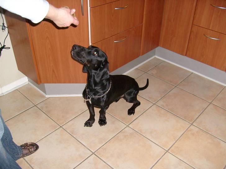 Blanding af racer Tikki billede 5