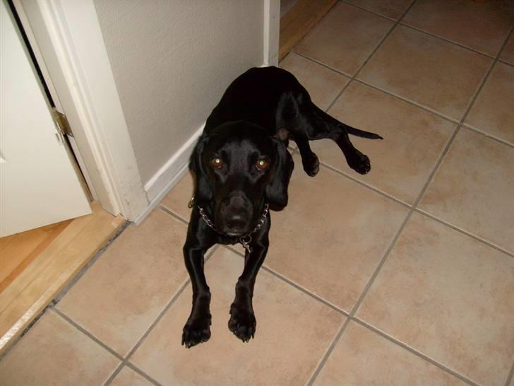 Blanding af racer Tikki billede 6