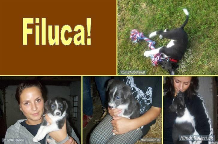 Blanding af racer Filuca billede 14