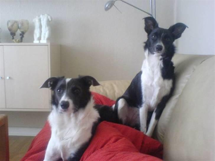 Blanding af racer Filuca - Her er jeg med min storesøster freja:-) billede 16