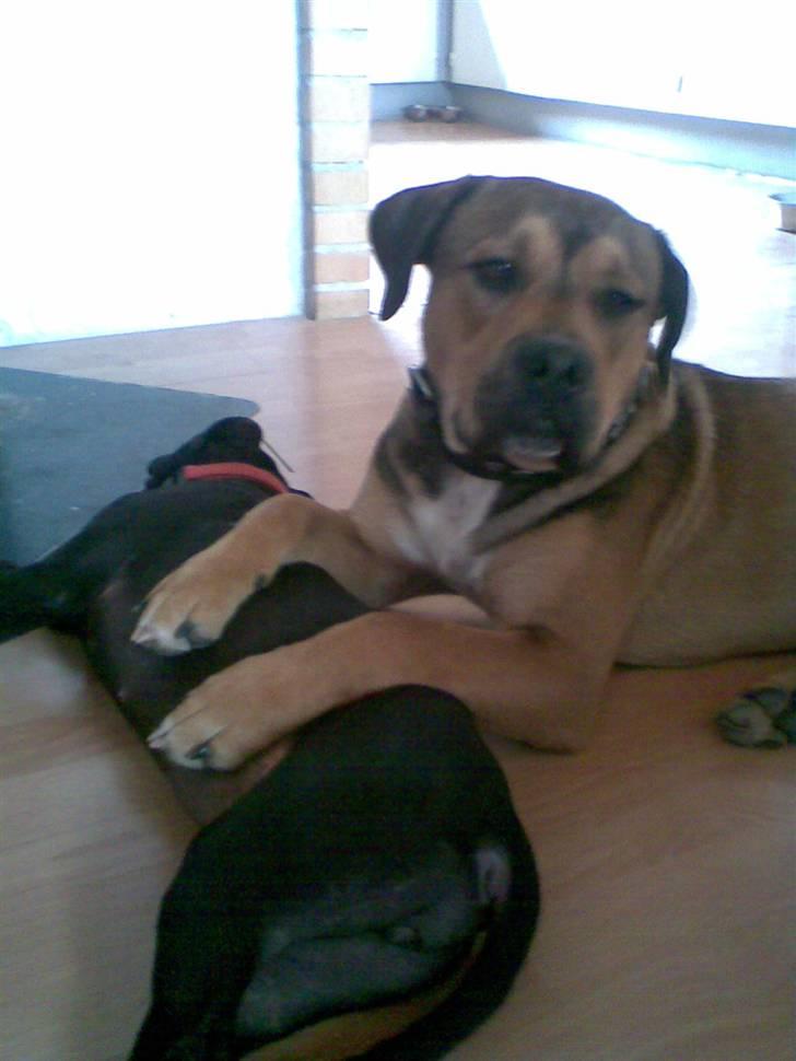 Blanding af racer Spike billede 19