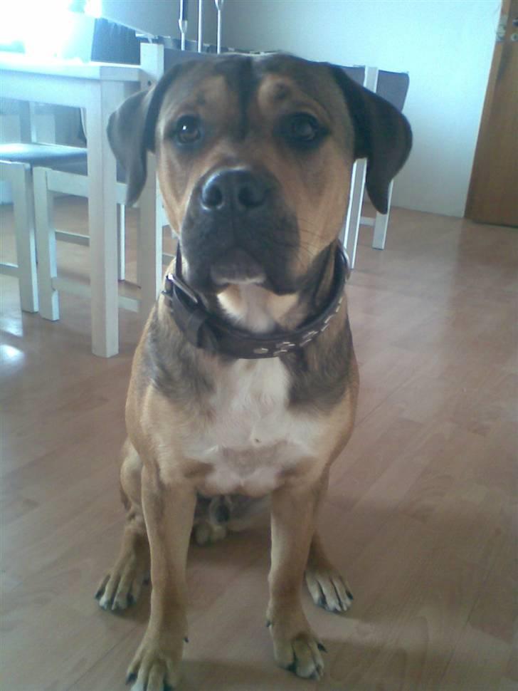 Blanding af racer Spike billede 20