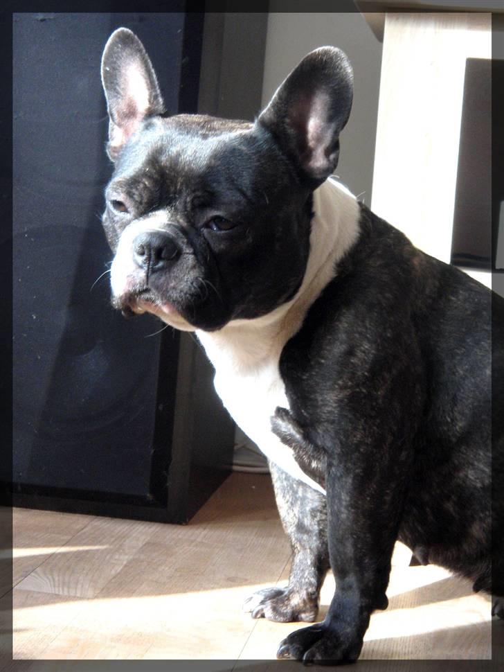 Fransk bulldog Frida billede 18