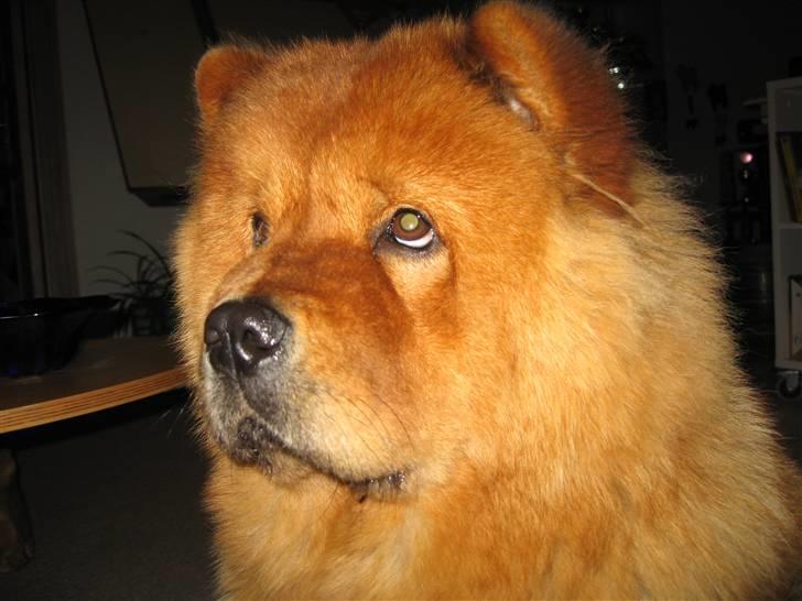 Chow chow Nørskov's Coca Cola Bimbo - Så er jeg blevet 1 år billede 9