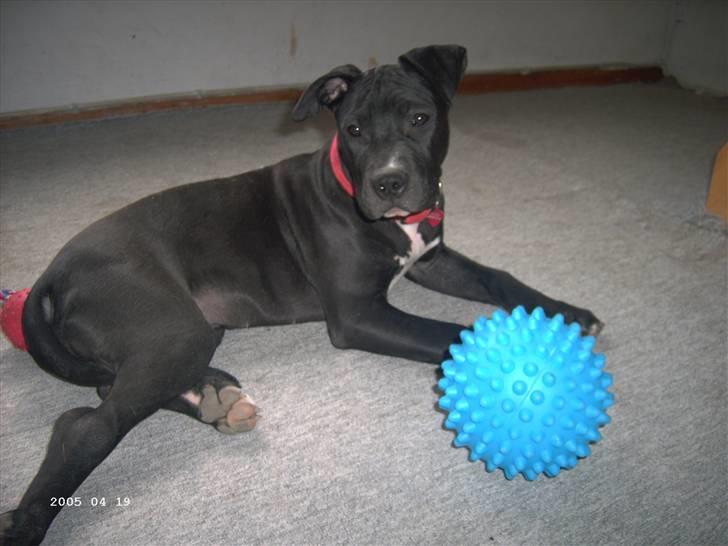 Blanding af racer Dolli billede 18