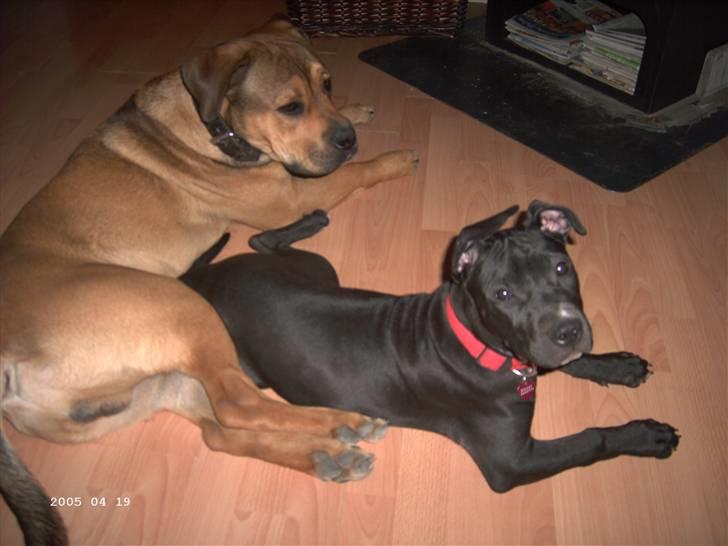 Blanding af racer Dolli billede 19