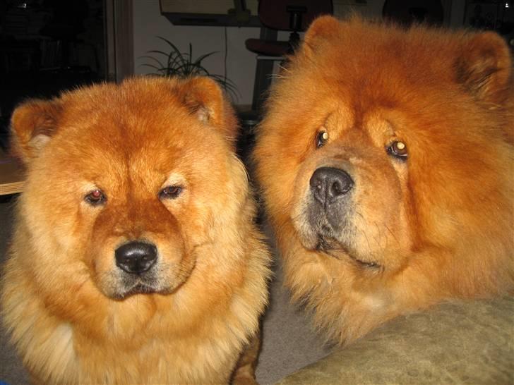 Chow chow Trever of The Chinas Joy - Her er jeg med min datter og hende er jeg rigtig glad for! billede 6