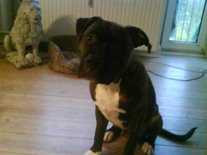 Amerikansk staffordshire terrier kenzo <3 billede 10