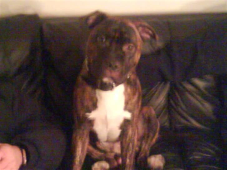 Amerikansk staffordshire terrier kenzo <3 billede 11