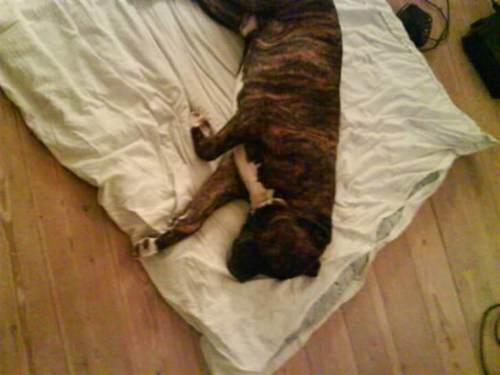 Amerikansk staffordshire terrier kenzo <3 billede 12