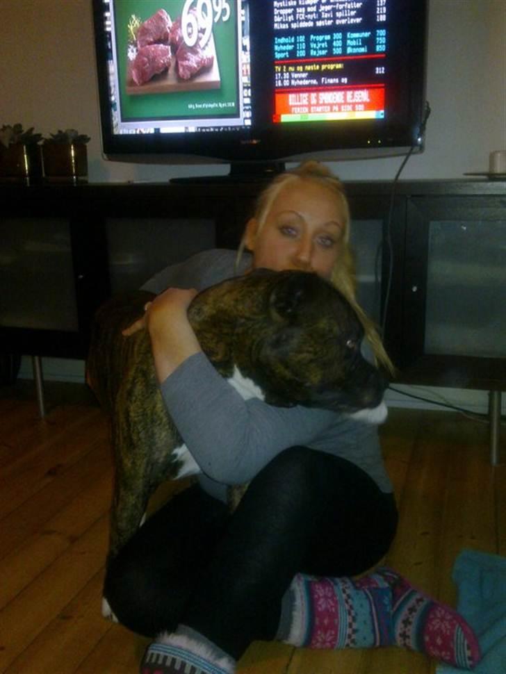 Amerikansk staffordshire terrier kenzo <3 billede 13