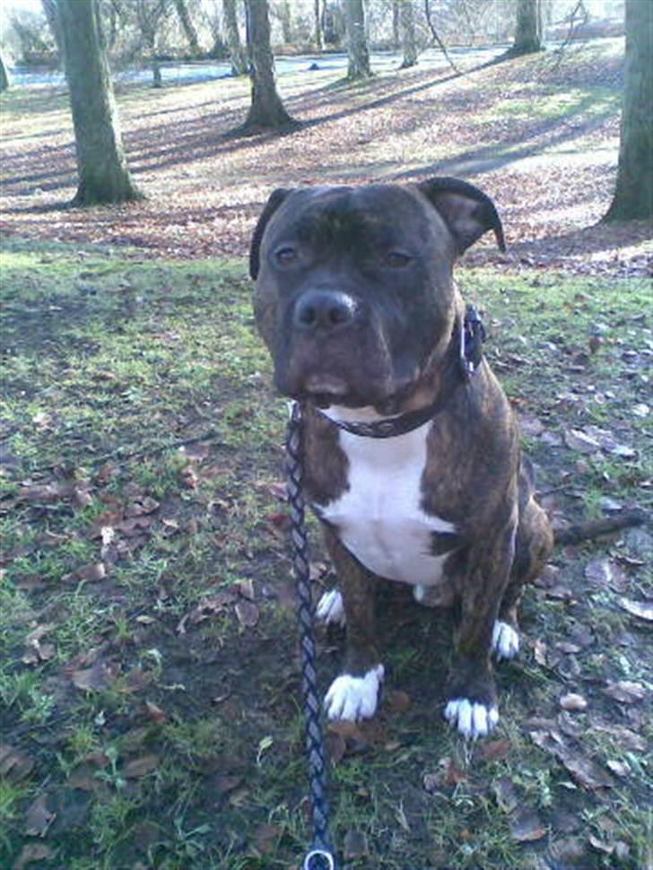 Amerikansk staffordshire terrier kenzo <3 billede 14