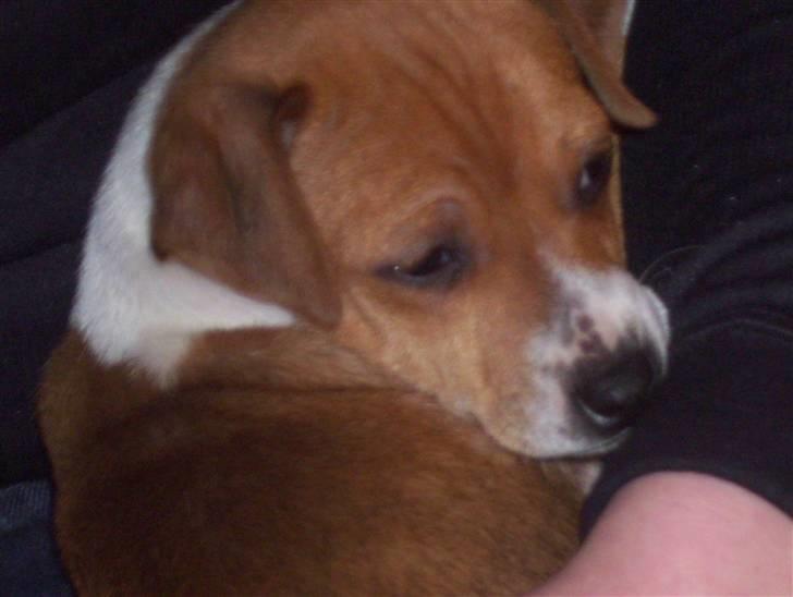 Dansk svensk gaardhund Tikki billede 8