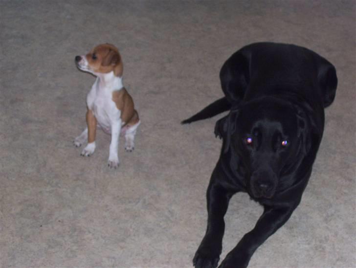 Dansk svensk gaardhund Tikki billede 9