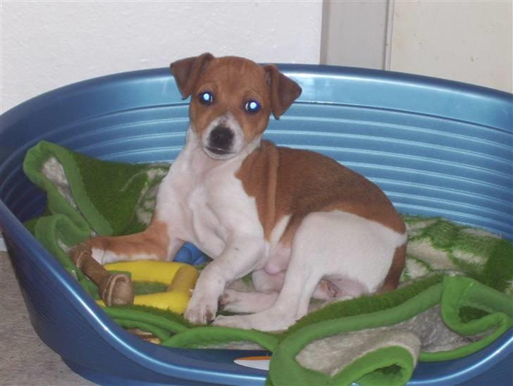 Dansk svensk gaardhund Tikki billede 10