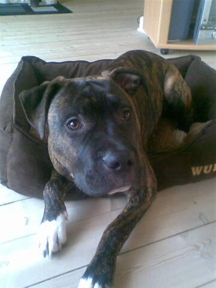 Amerikansk staffordshire terrier kenzo <3 billede 15