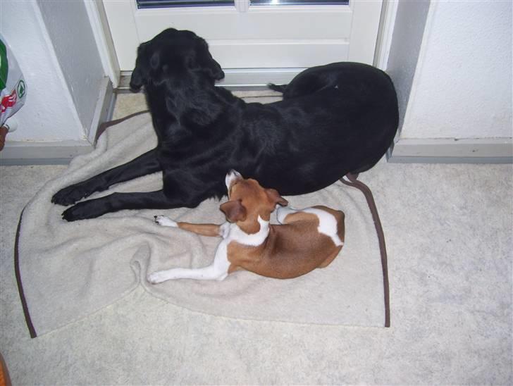 Dansk svensk gaardhund Tikki billede 11