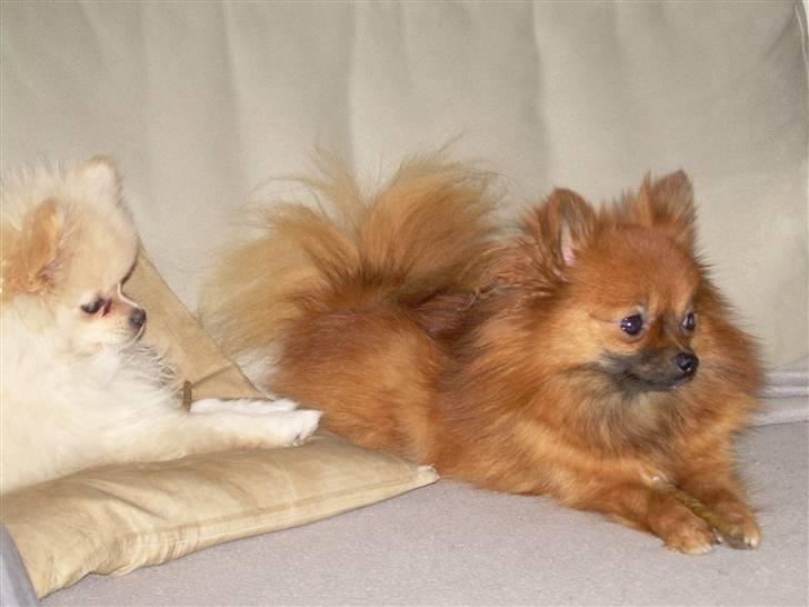 Pomeranian Steffy - Steffy med Vicky billede 1