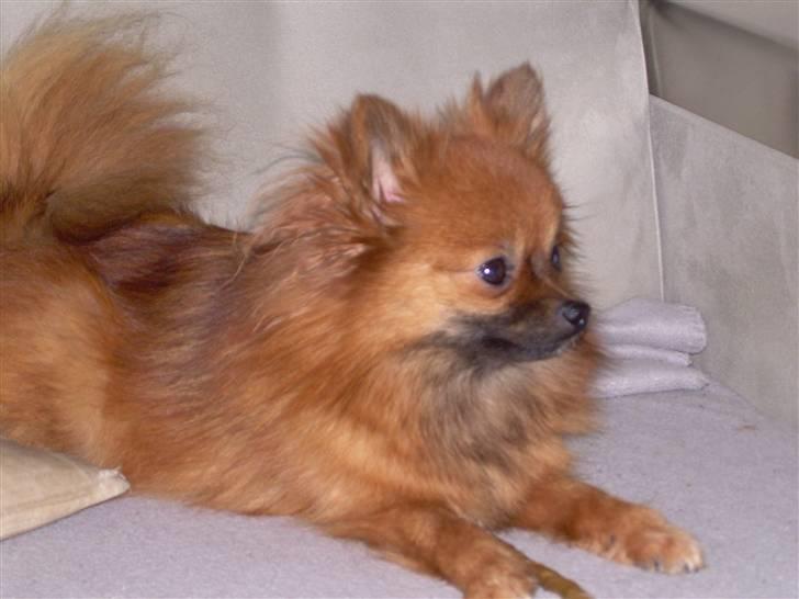 Pomeranian Steffy - Steffy 1 uge før fødsel billede 2