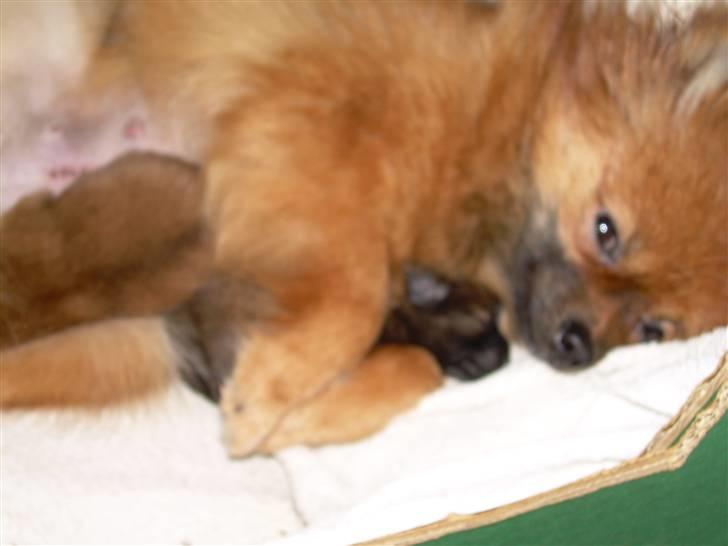 Pomeranian Steffy - Steffy med sine 2 piger billede 3