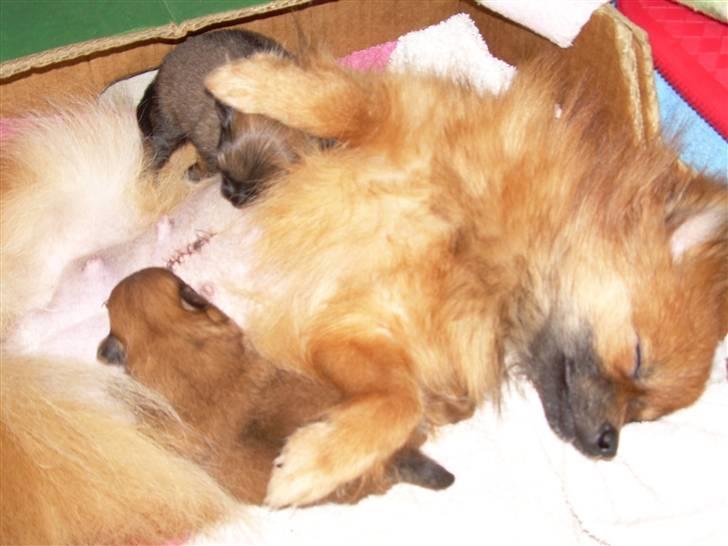 Pomeranian Steffy - Steffy er en skøn mor passer selv 100% sine børn billede 4