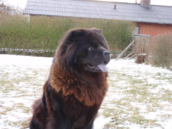 Chow chow baltho billede 15
