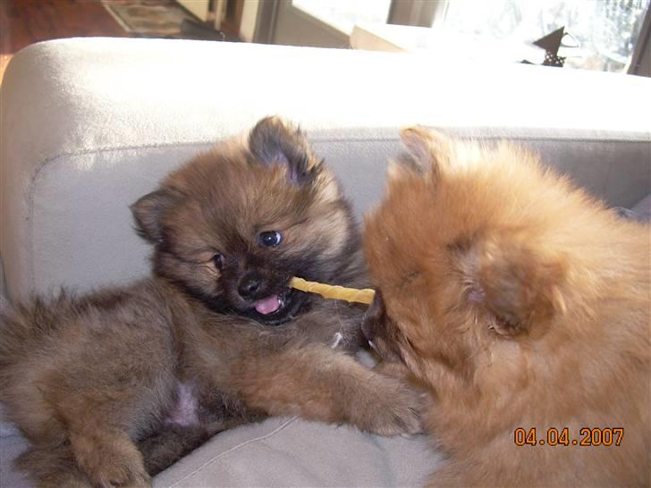 Pomeranian Steffy - Steffys piger 6 uger billede 5