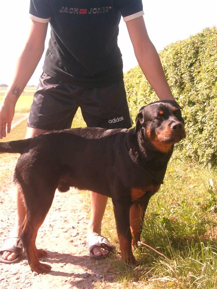 Rottweiler Nico - ja ja jeg er lang "far" billede 17
