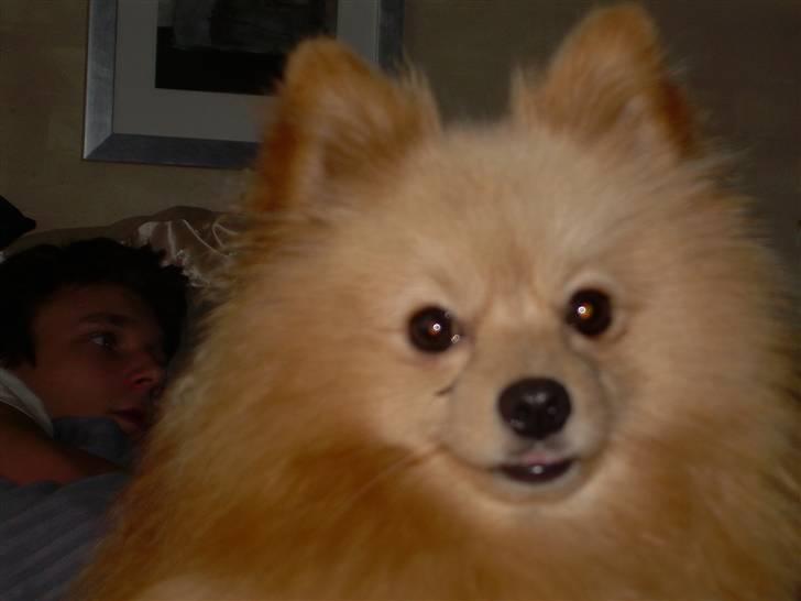 Pomeranian Steffy - Nuggie er Steffys mand han bor osse her og er den stolte far til hvalpene. billede 6