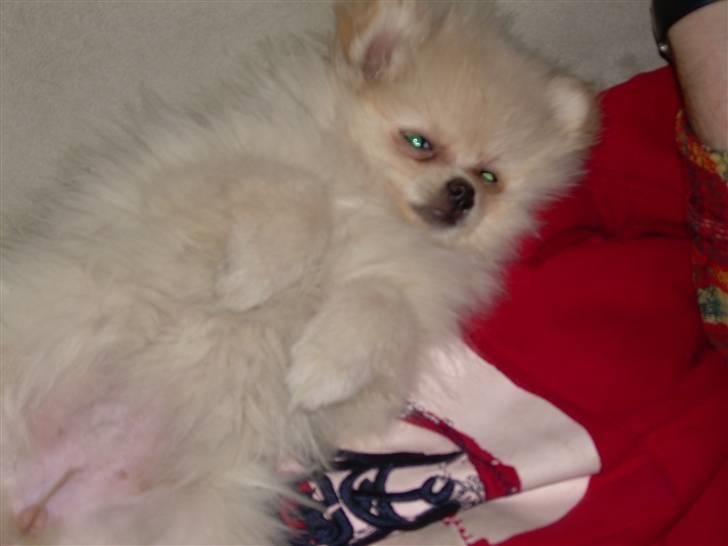 Pomeranian Steffy - Vicky er Steffys søster hun bor osse her billede 7