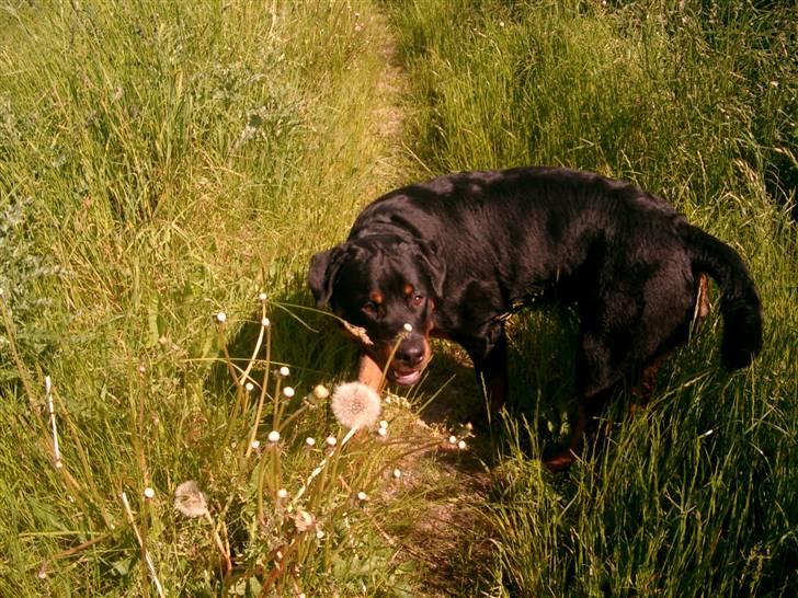 Rottweiler Nico - En rigtig markhund. Smil billede 18