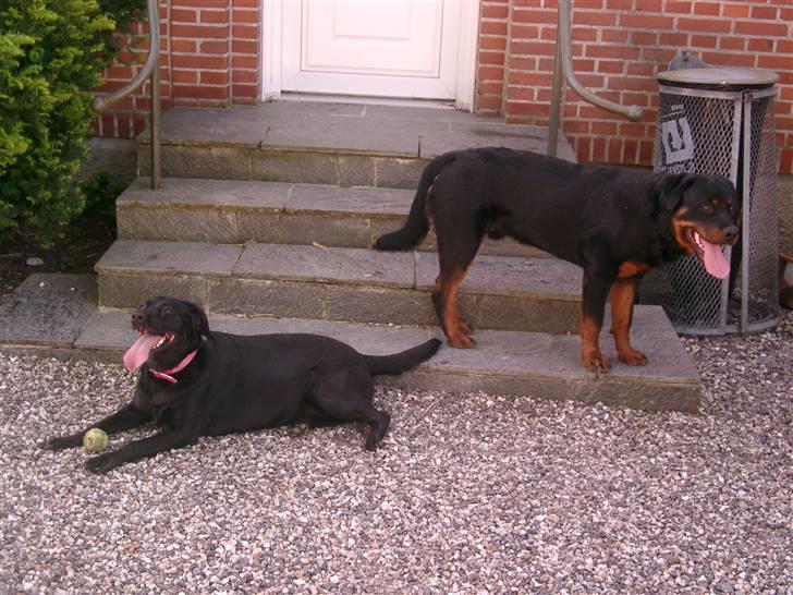 Rottweiler Nico - Puha en varm sommerdag 2007 billede 19