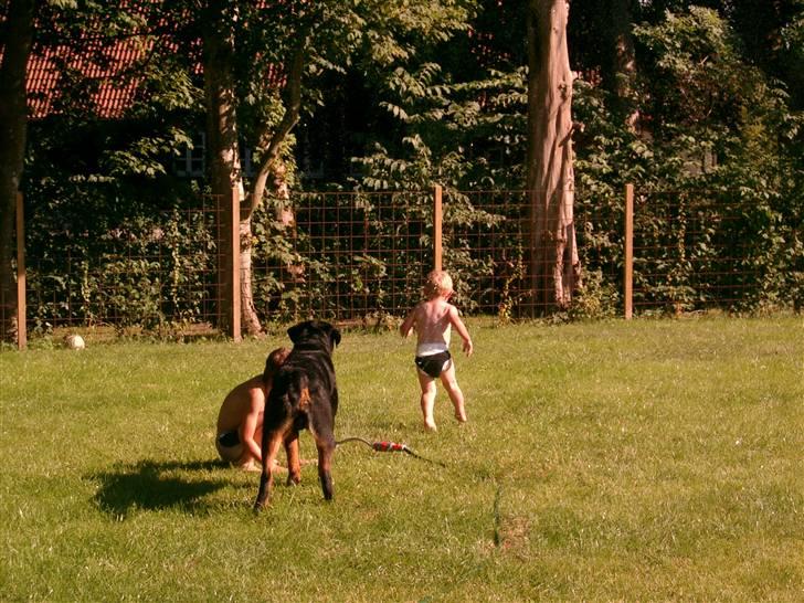 Rottweiler Nico - Hygge i haven.  billede 20