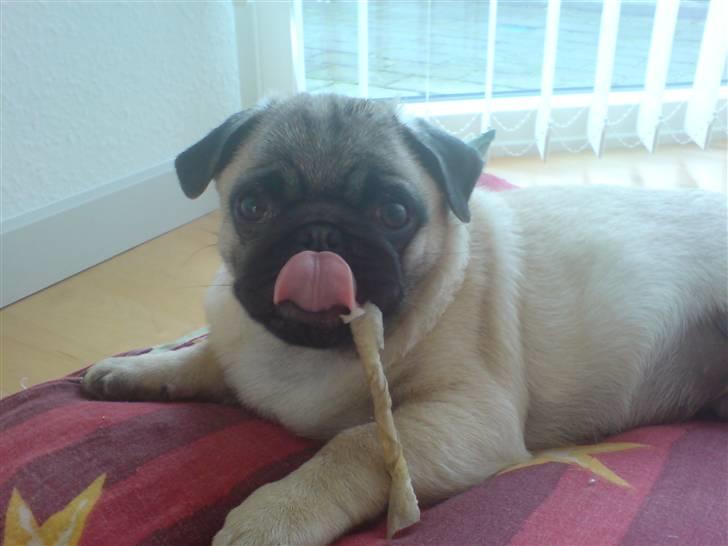 Mops Dario - Dario med sin tyggepind billede 1