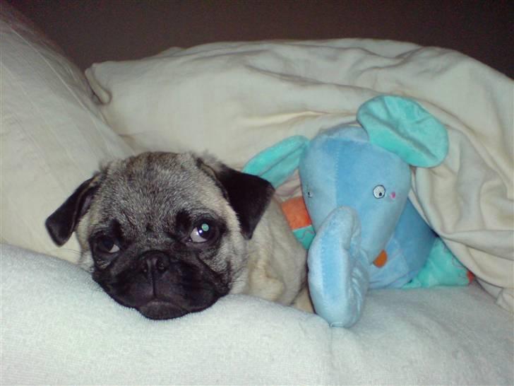 Mops Dario - Dario med sin ynglingsbamse Dumboline billede 2