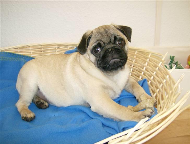 Mops Dario billede 3