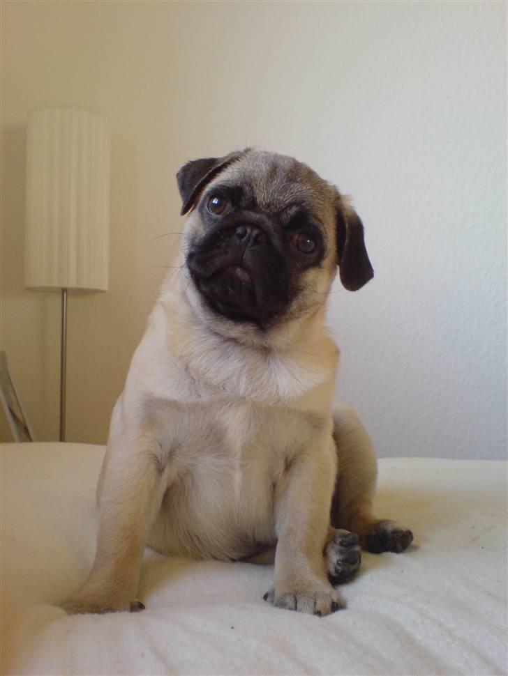 Mops Dario billede 4