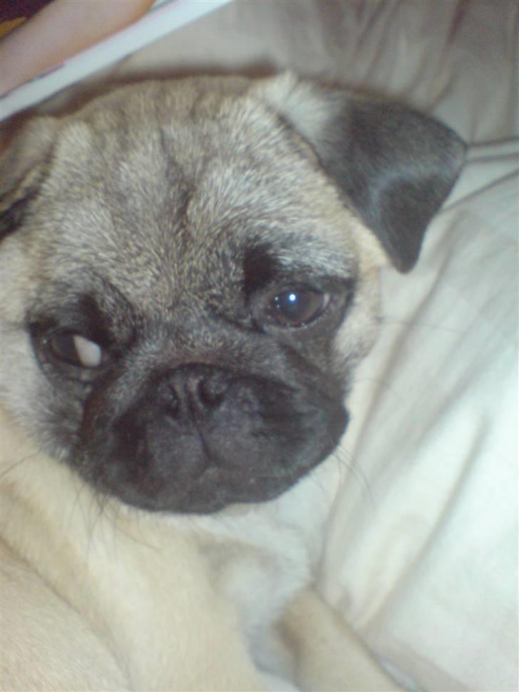 Mops Dario billede 5