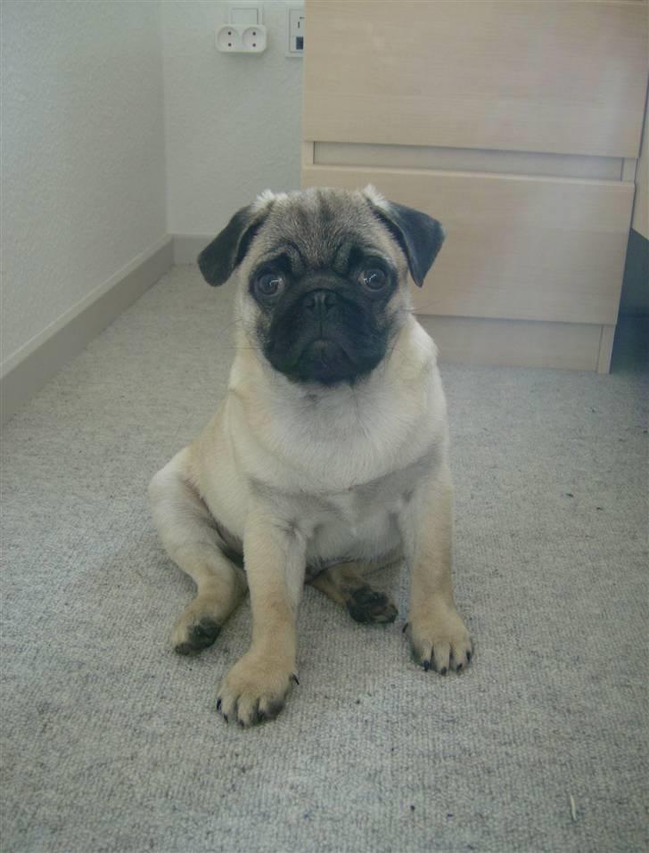 Mops Dario billede 6