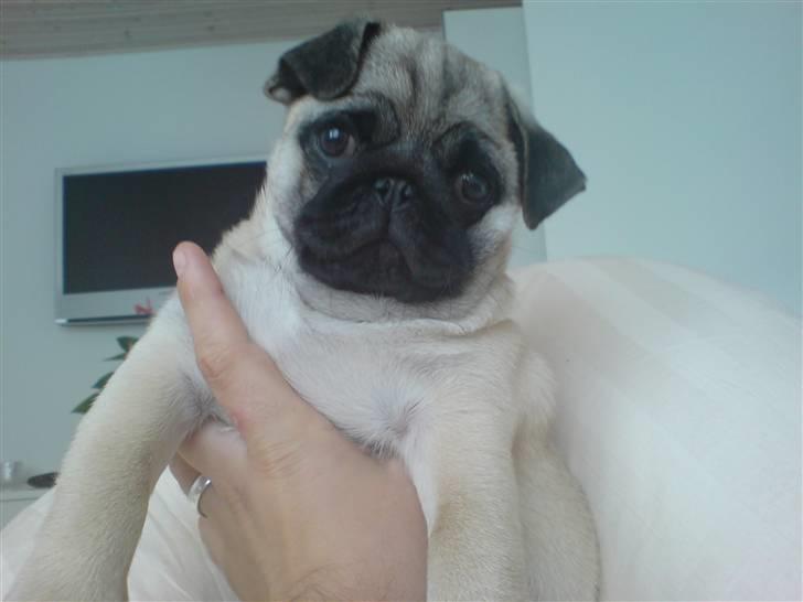 Mops Dario billede 7