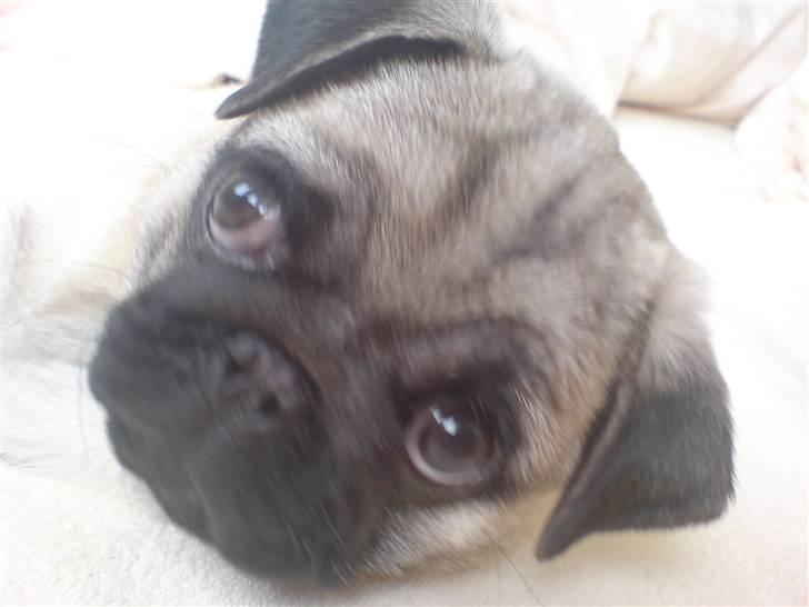 Mops Dario billede 8