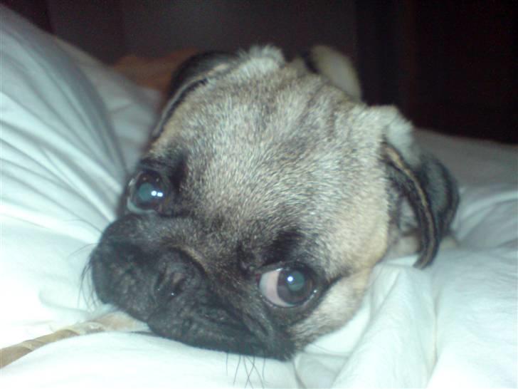 Mops Dario billede 9