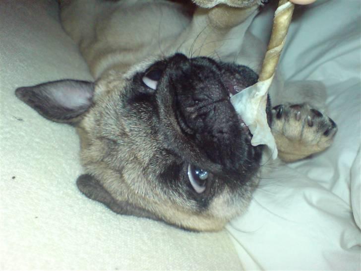 Mops Dario billede 10