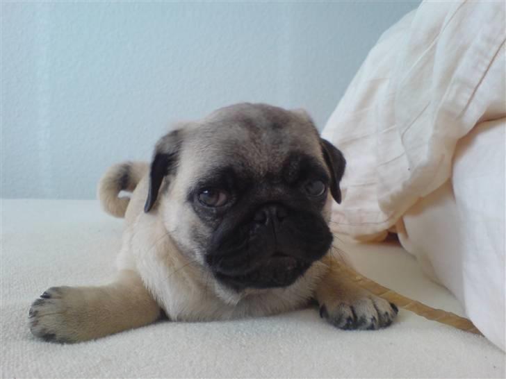 Mops Dario billede 11