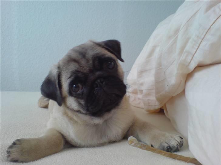 Mops Dario billede 12