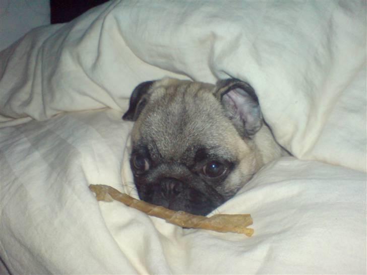 Mops Dario billede 13