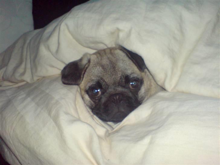 Mops Dario billede 14